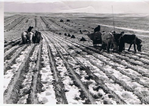 六十年代的黑龙江农村（收藏的老照片）